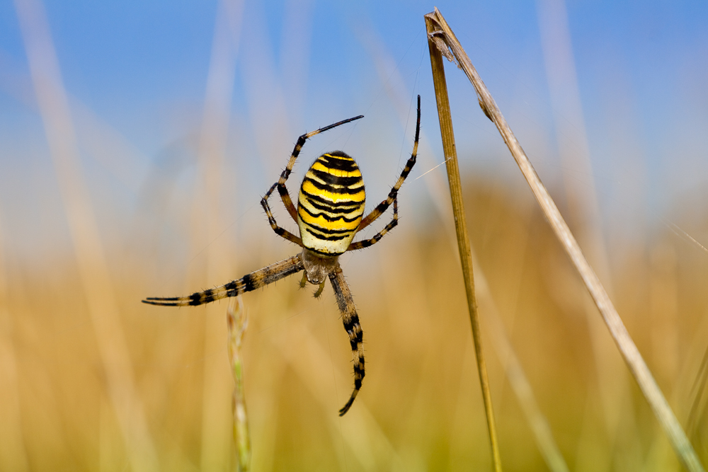 Räuber im Feld