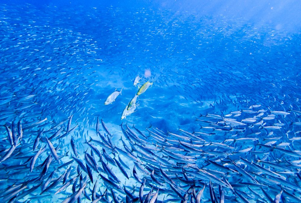 Räuber im Fischschwarm