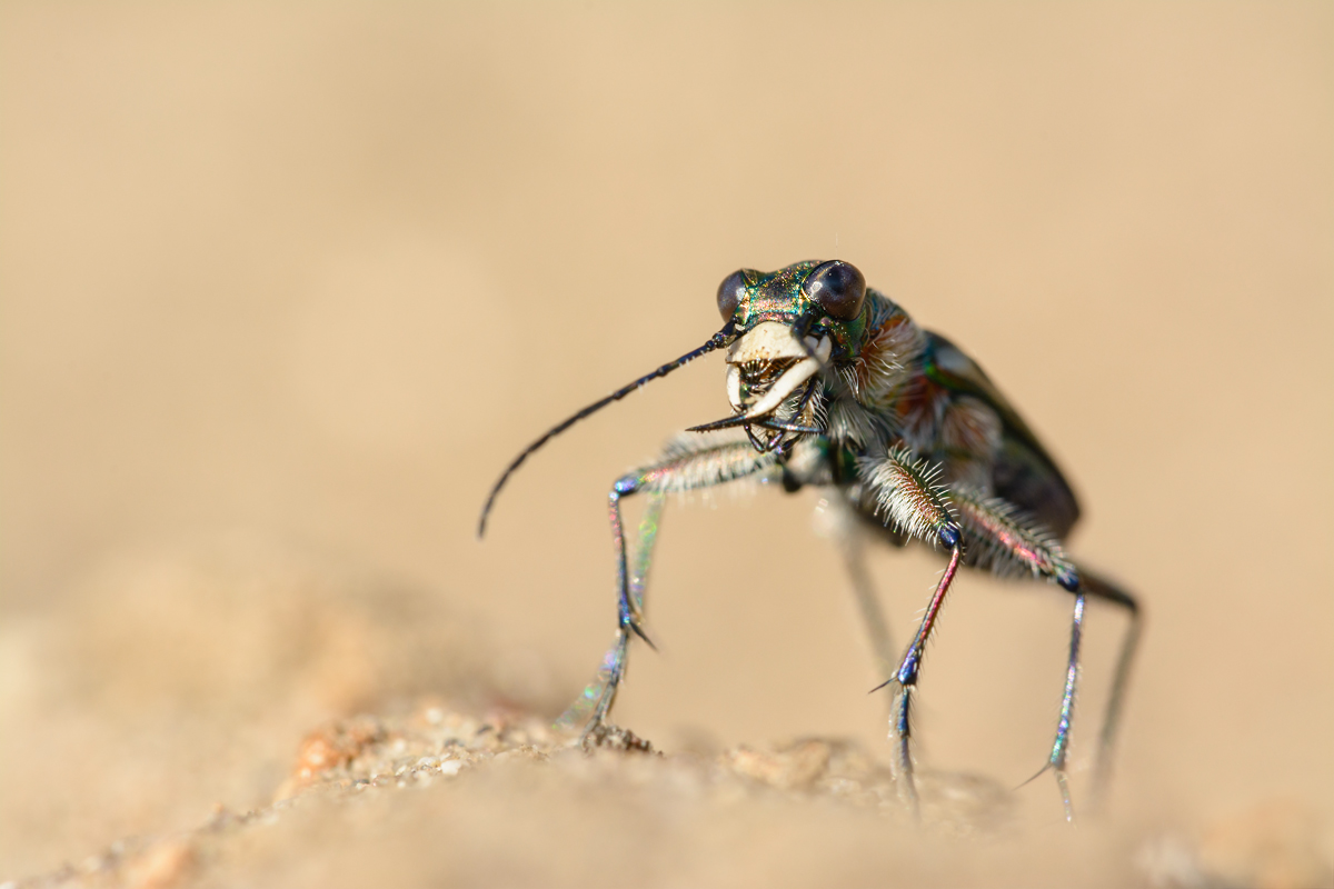 Räuber im Sandkasten