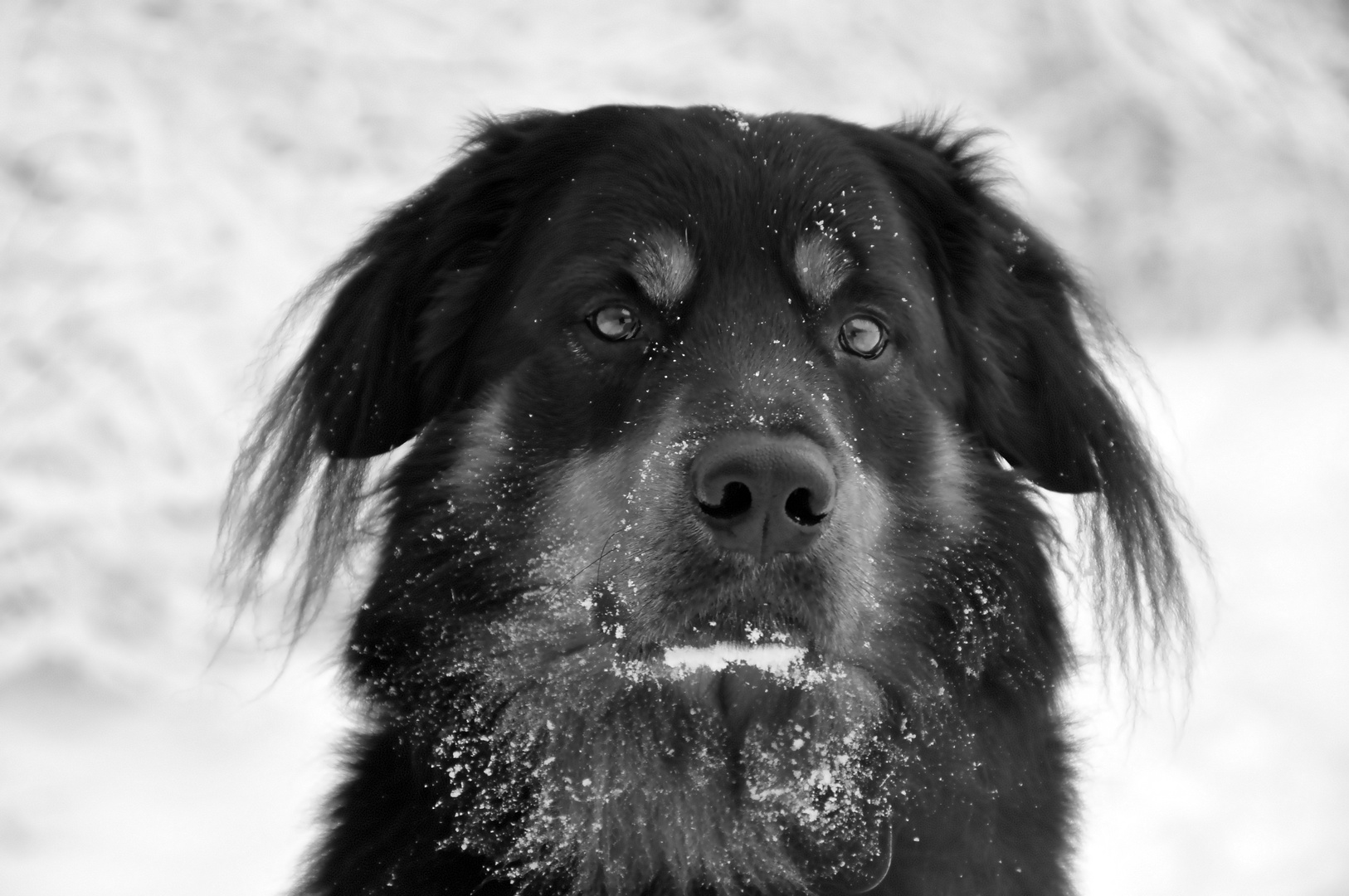 Räuber im Schnee....