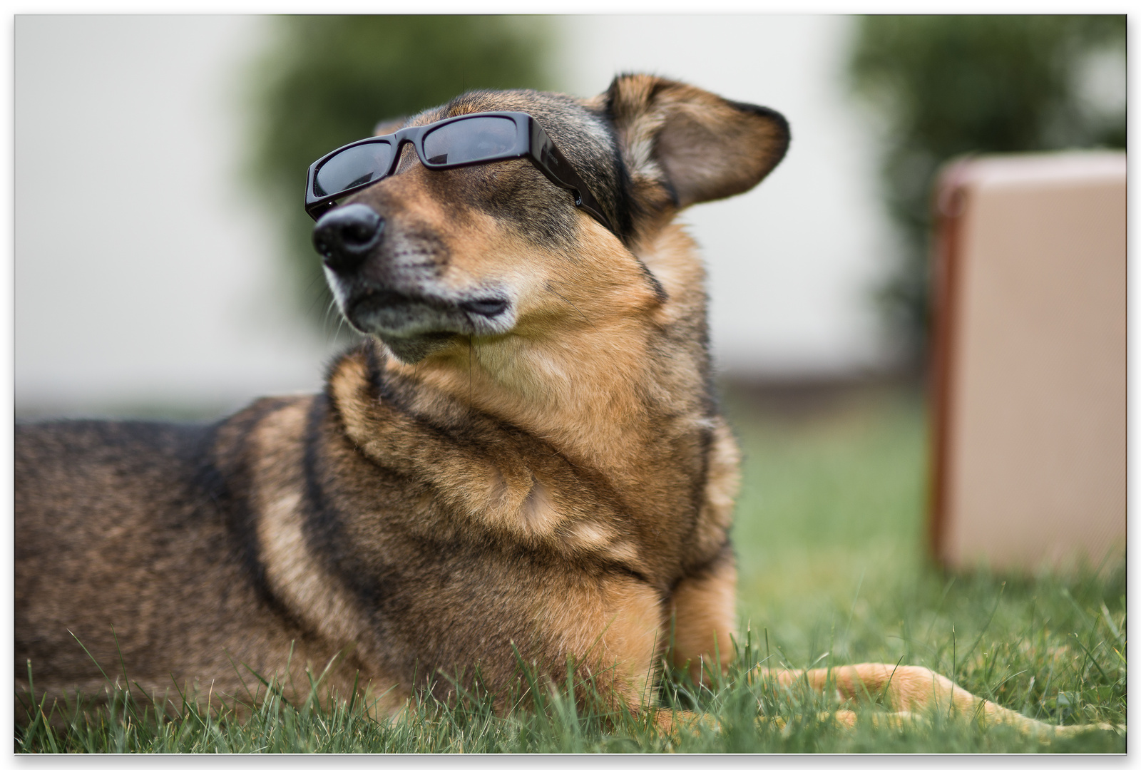 Räuber mit Brille