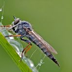 Räuberin im Regen