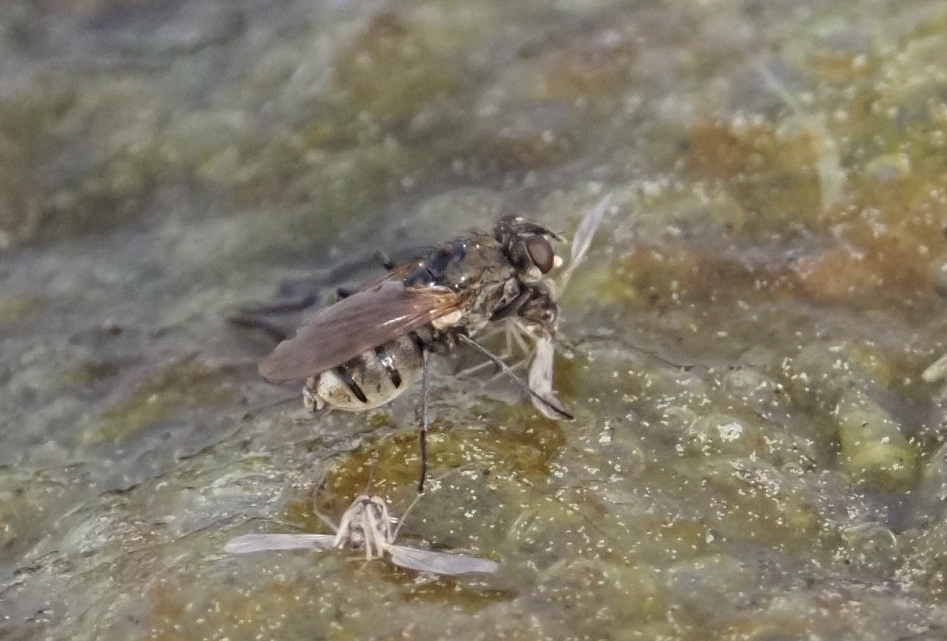 räuberische Fliege