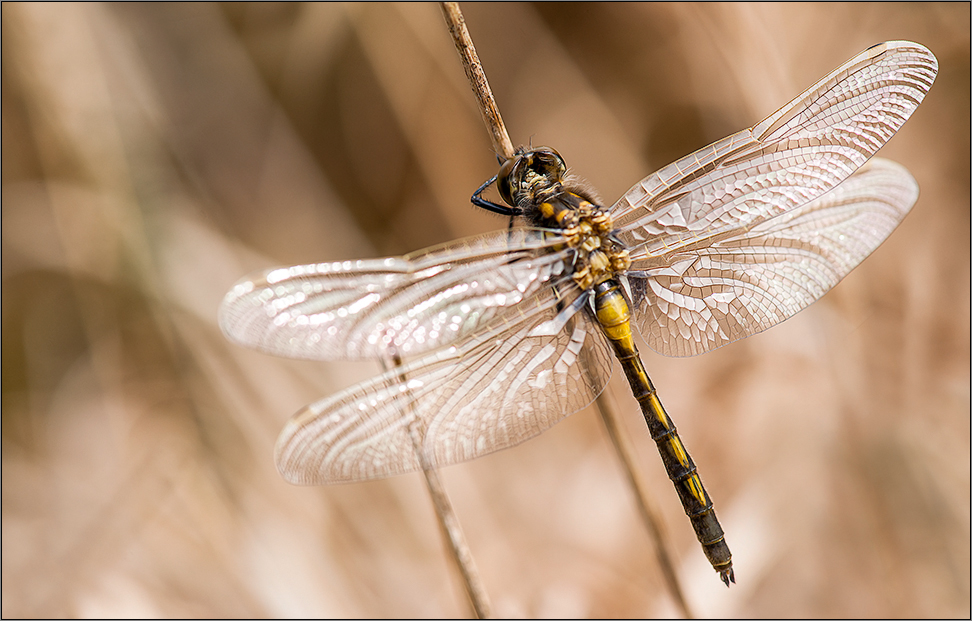 räuberische insekten