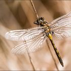 räuberische insekten