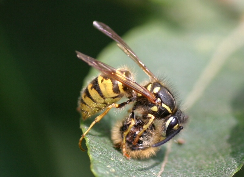 Räuberische Wespe