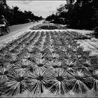 Räucherstäbchen, Mekongdelta, Vietnam