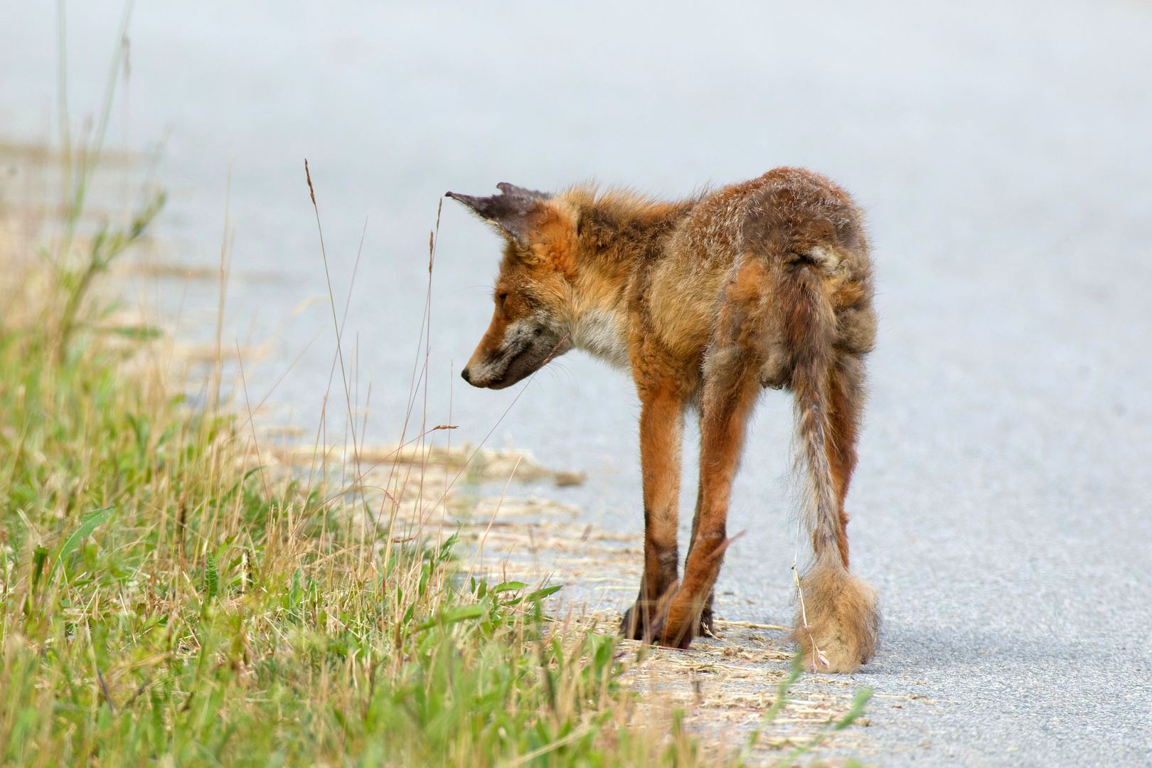 Räudiger Fuchs (Vulpes vulpes)