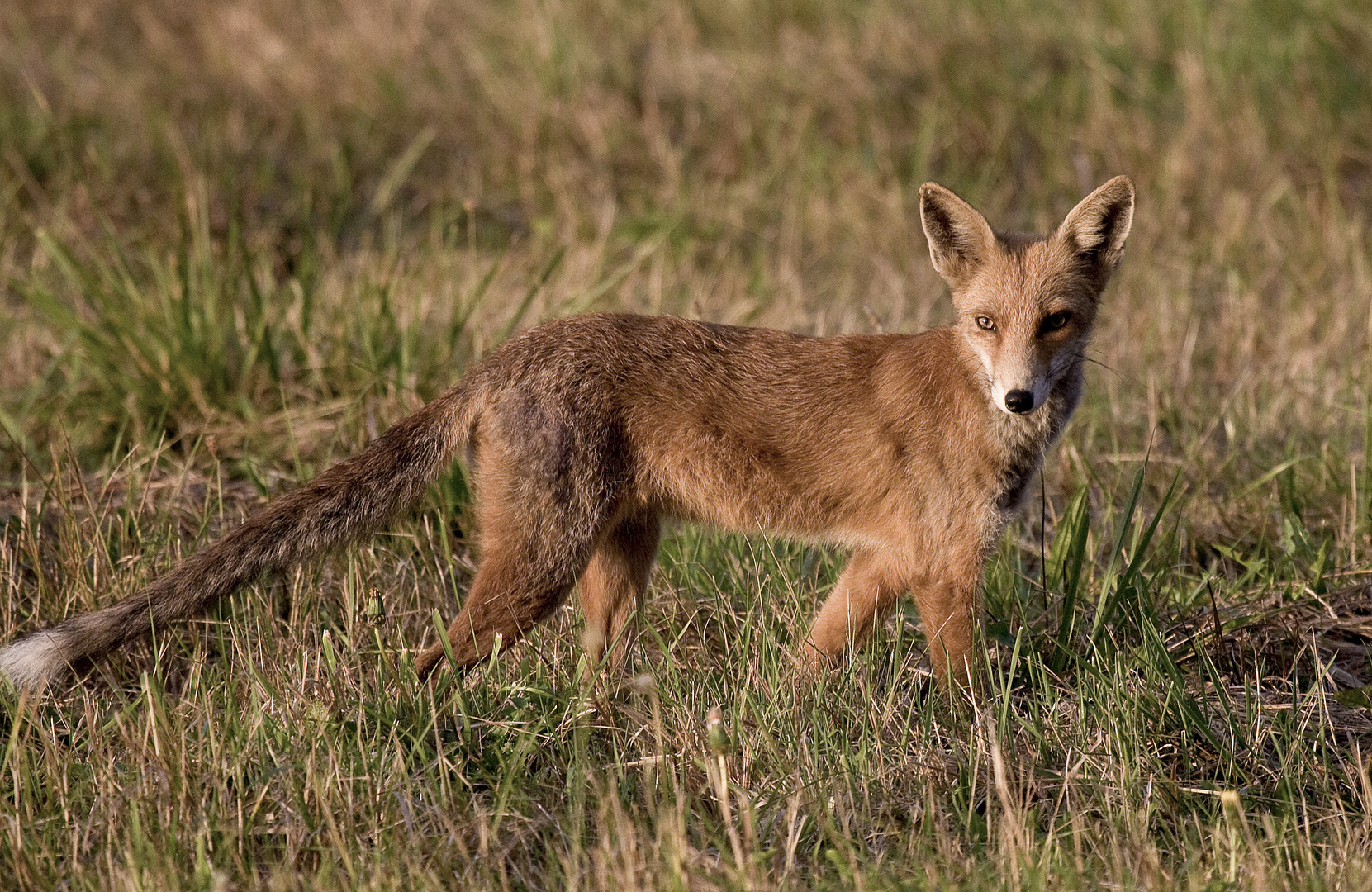 Räudiger Jungfuchs