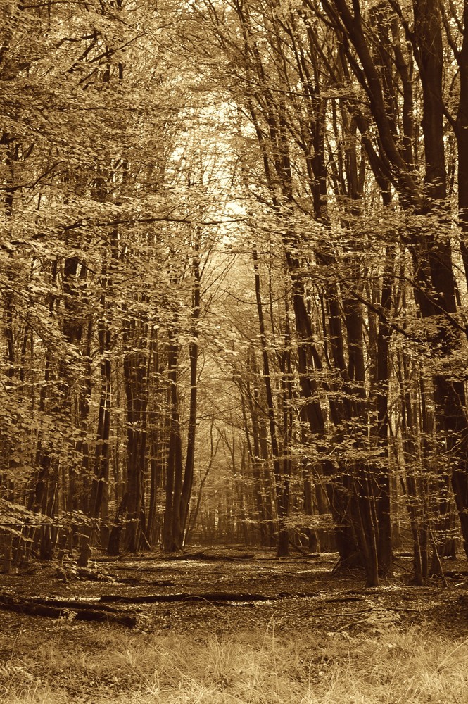 Räumlichkeit im Urwald Sababurg