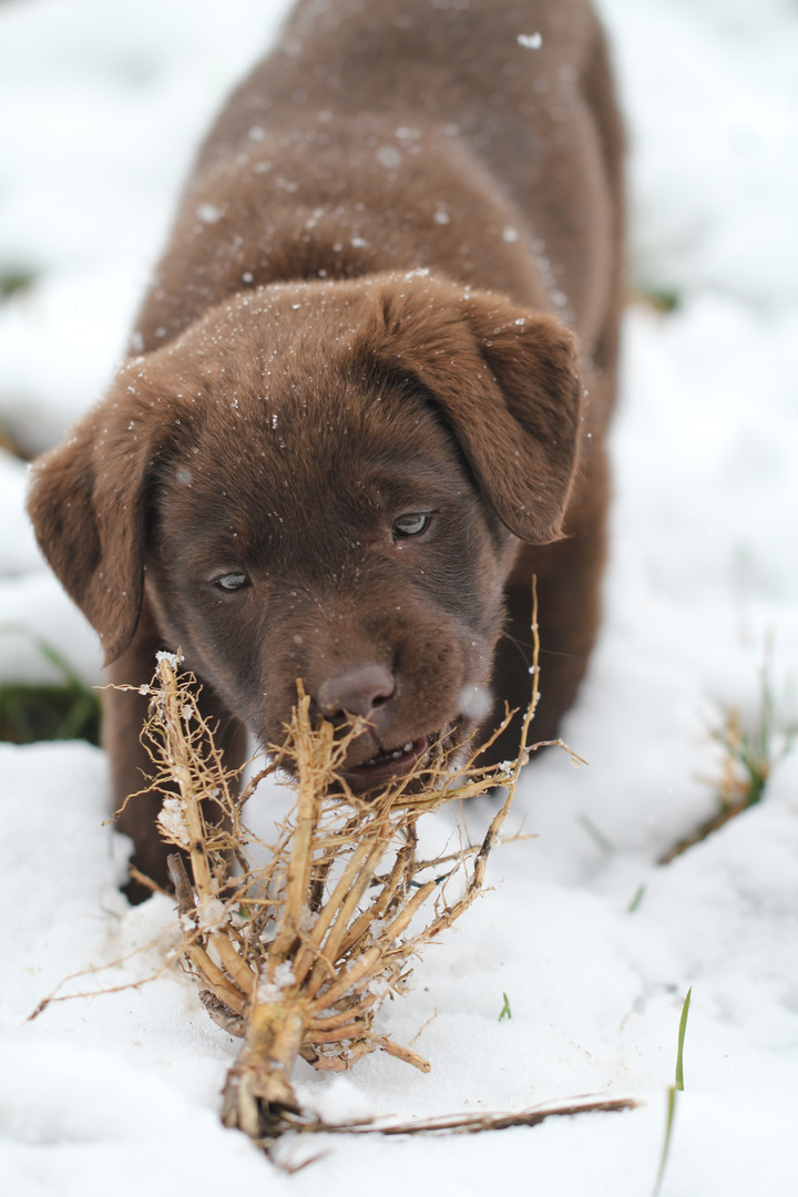 Raffa im Schnee