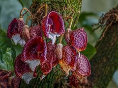 Raffinierte Baum-Blüte