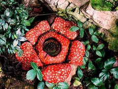 Rafflesia