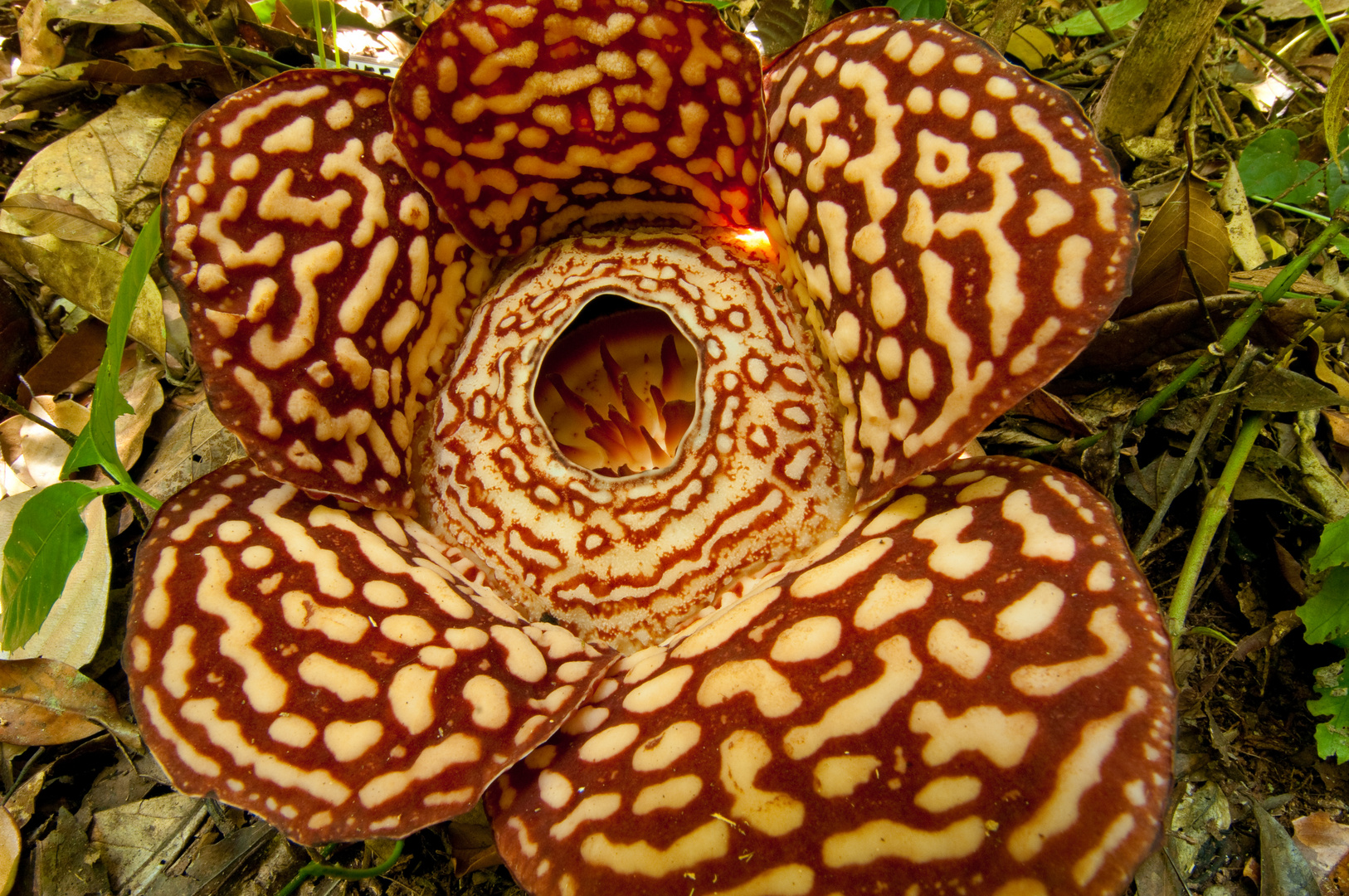 Rafflesia