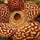 Rafflesia