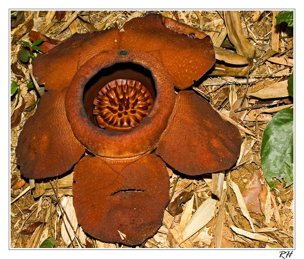 Rafflesia arnoldi