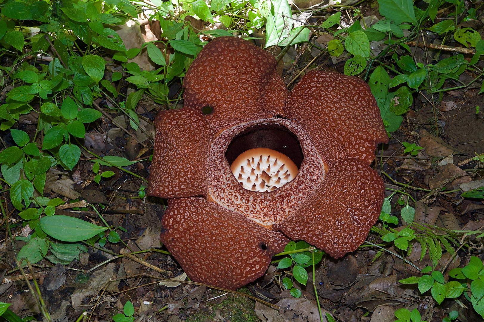 Rafflesia aus dem Tropischen Regenwald von Boneo