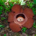 Rafflesia aus dem Tropischen Regenwald von Boneo