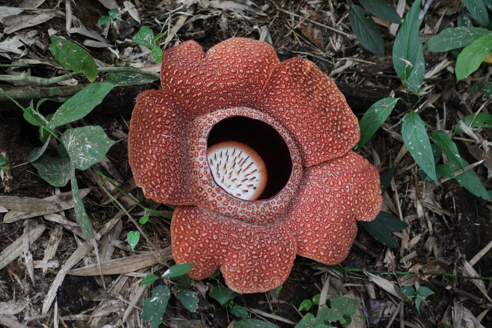 Rafflesia