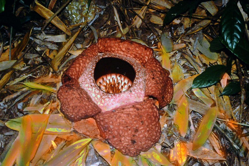 Rafflesia (Borneo)