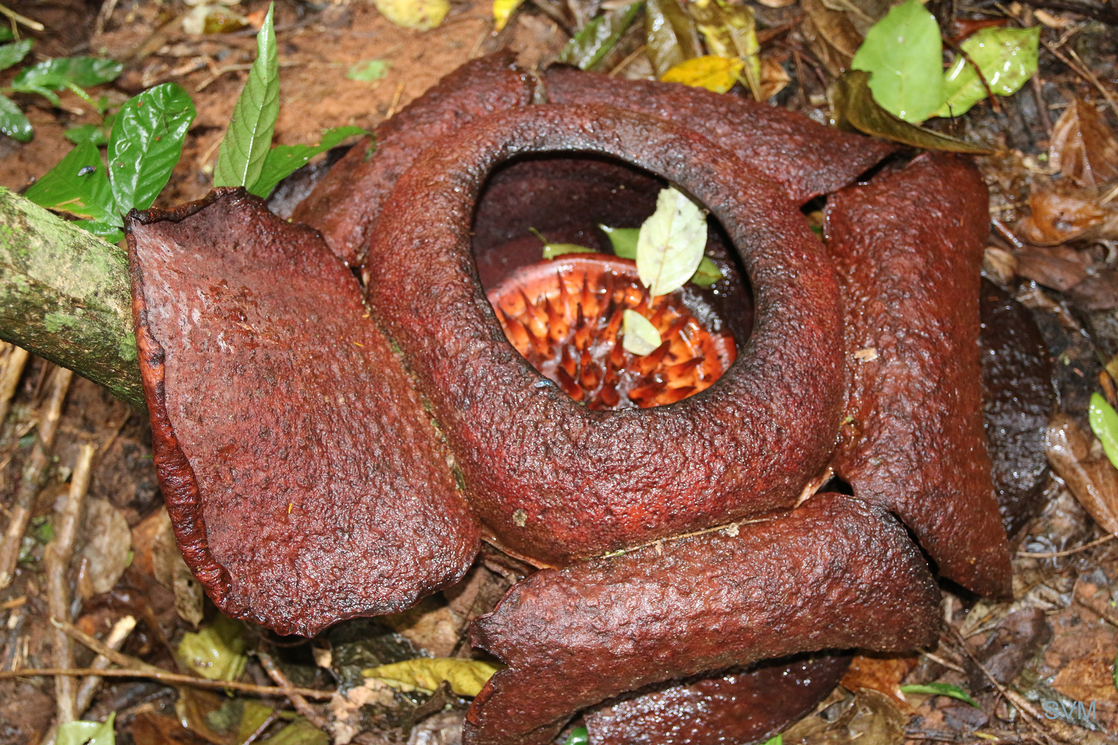 Rafflesia- die größte Blüte der Welt