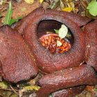 Rafflesia- die größte Blüte der Welt