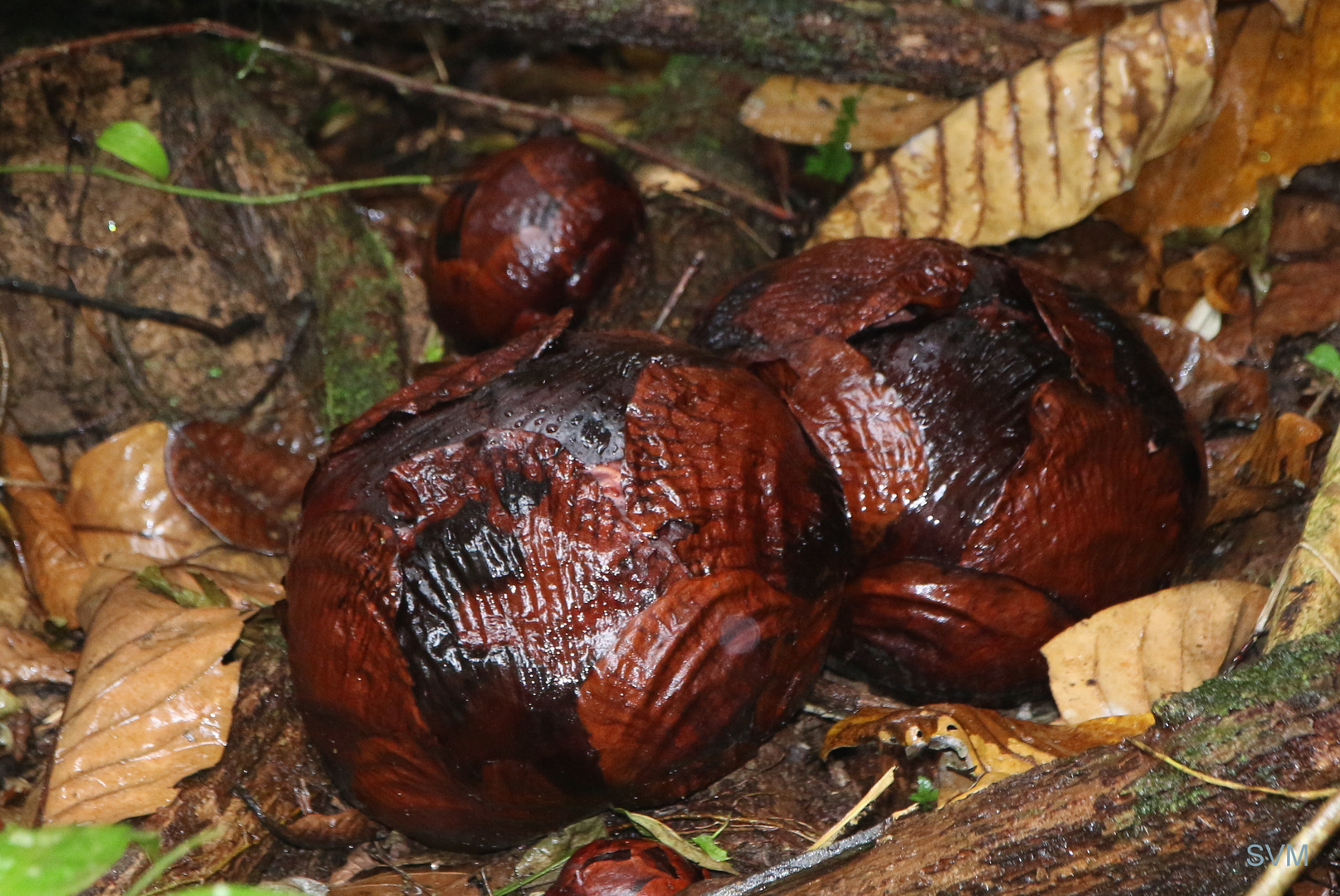 Rafflesia- Kinder im Dschungel