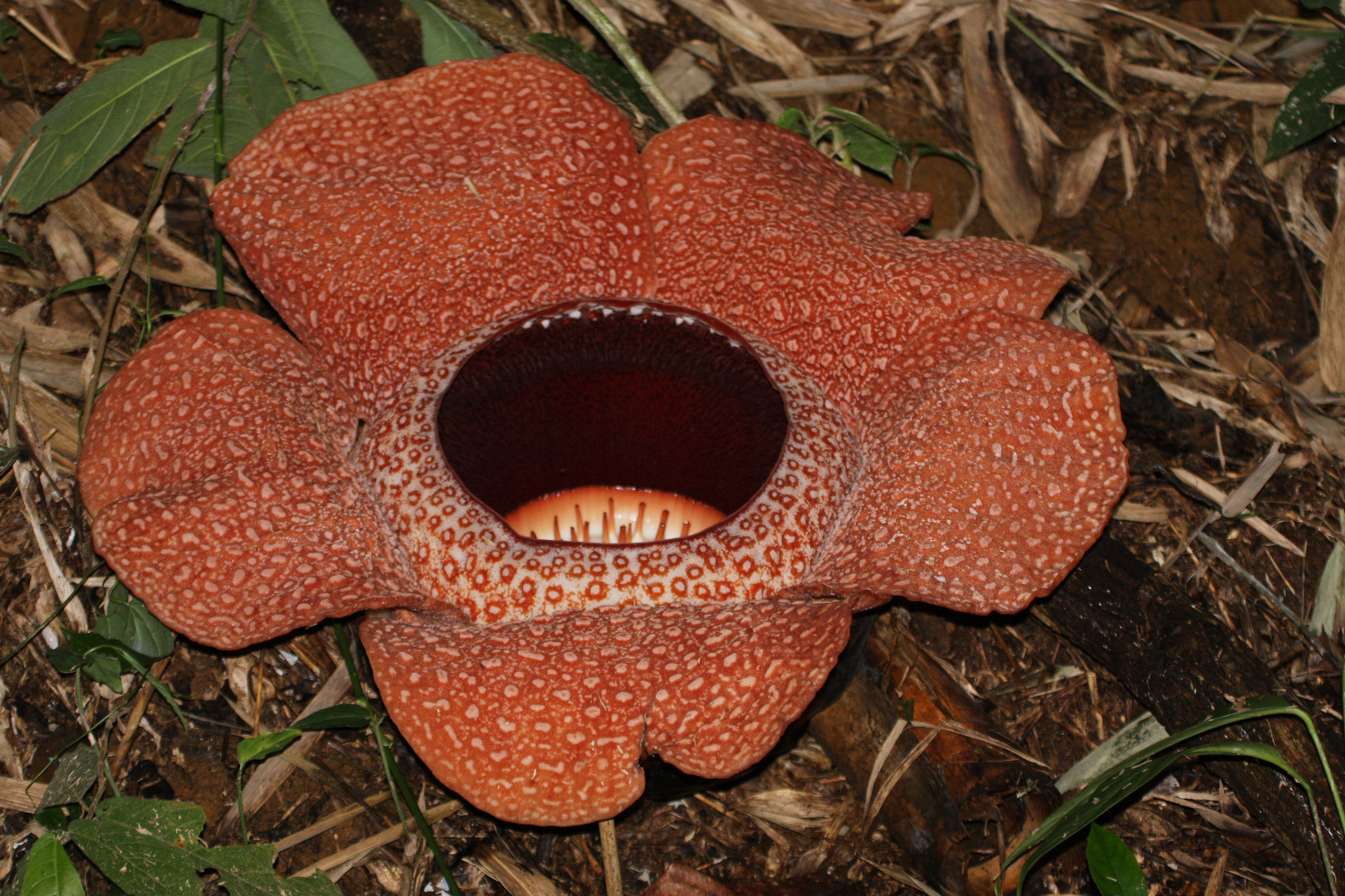 Rafflesia_1