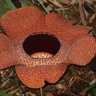 Rafflesia_1
