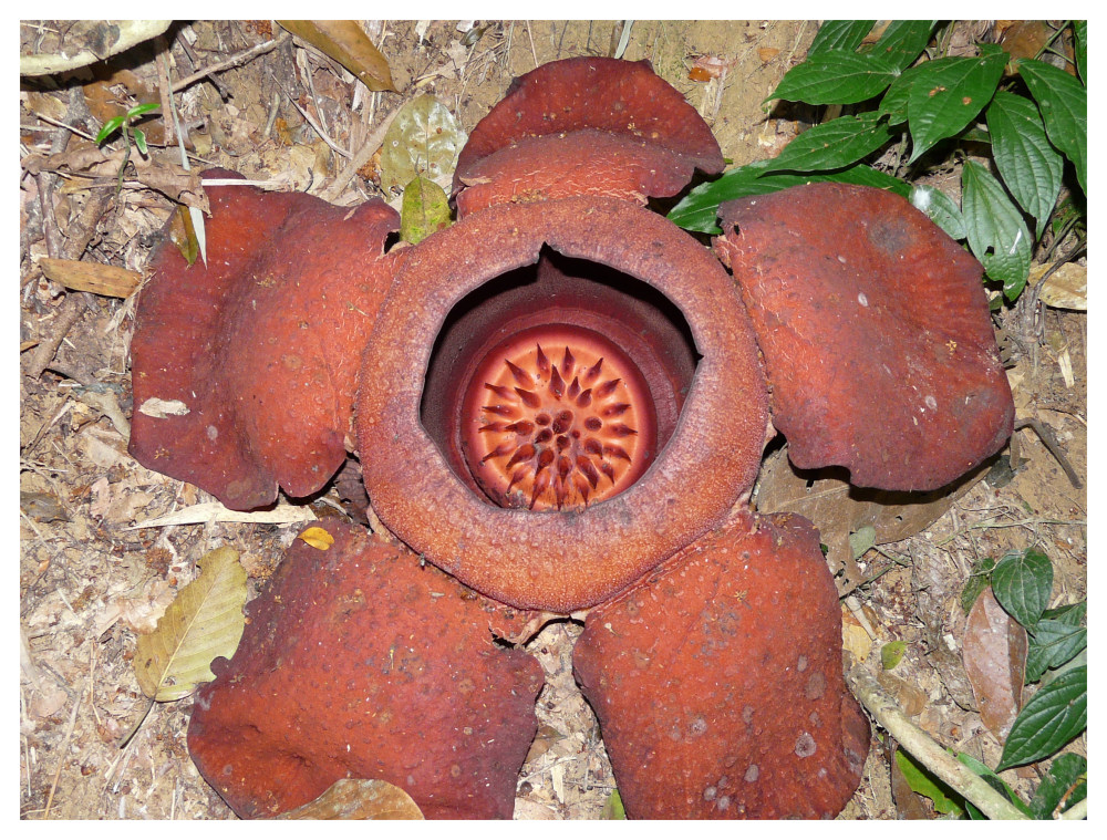 Rafflesia...die wohl größte Blüte der Welt...