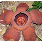 Rafflesia...die wohl größte Blüte der Welt...