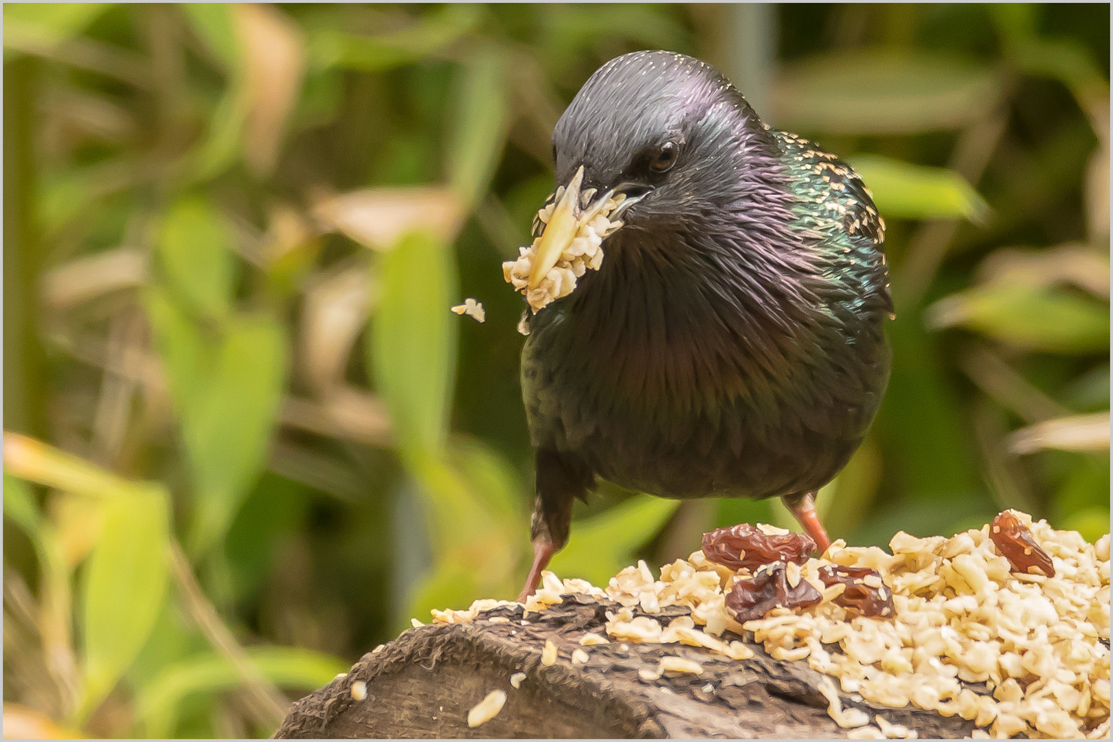 Raffzahnus Sturnus vulgaris