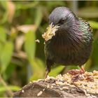 Raffzahnus Sturnus vulgaris