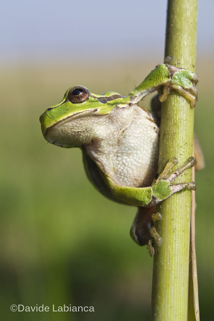 raganella (Hyla intermedia)