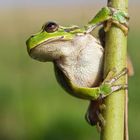 raganella (Hyla intermedia)