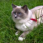 Ragdoll 2