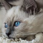 Ragdoll