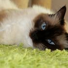 Ragdoll