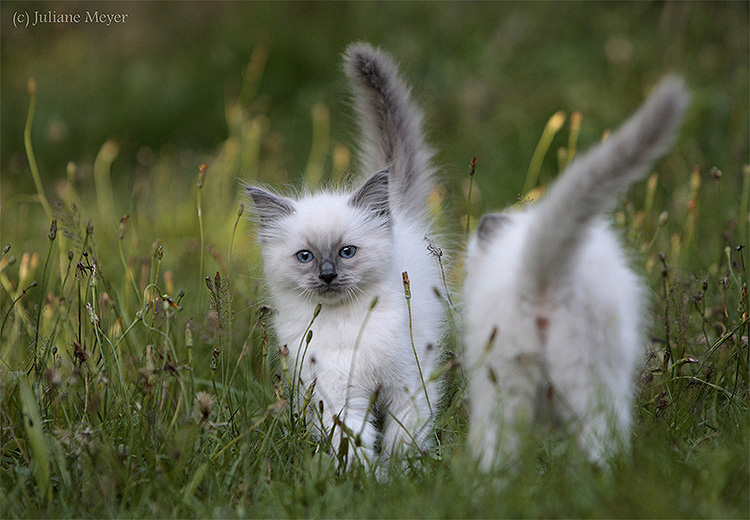 Ragdoll Babies