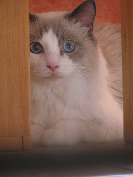 Ragdoll Blue Bicolour