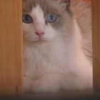 Ragdoll Blue Bicolour