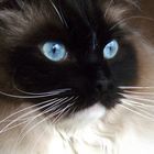 Ragdoll, Blue Eyes!