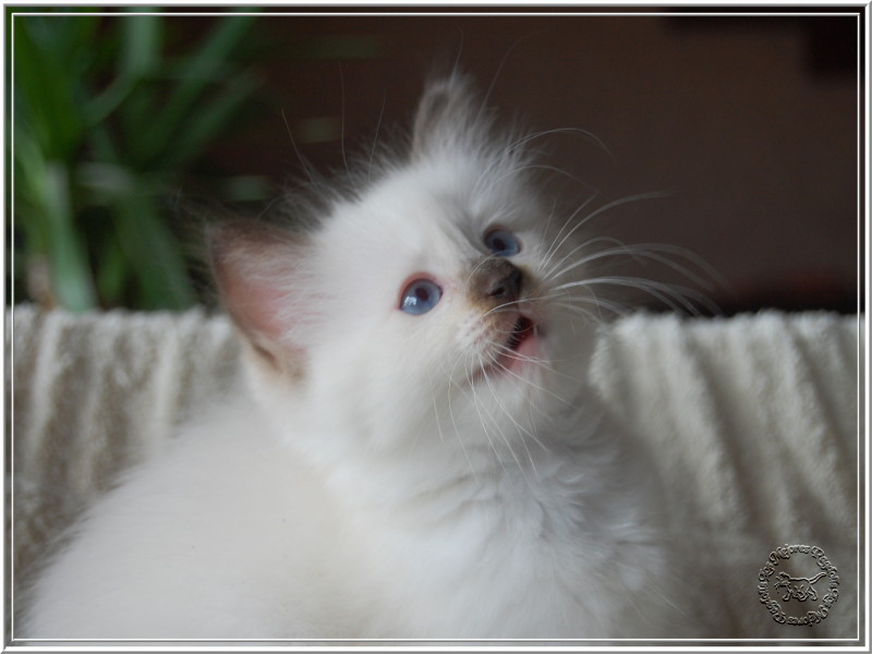 Ragdoll Chocolate Point Foto Bild Tiere Haustiere Katzen Bilder Auf Fotocommunity