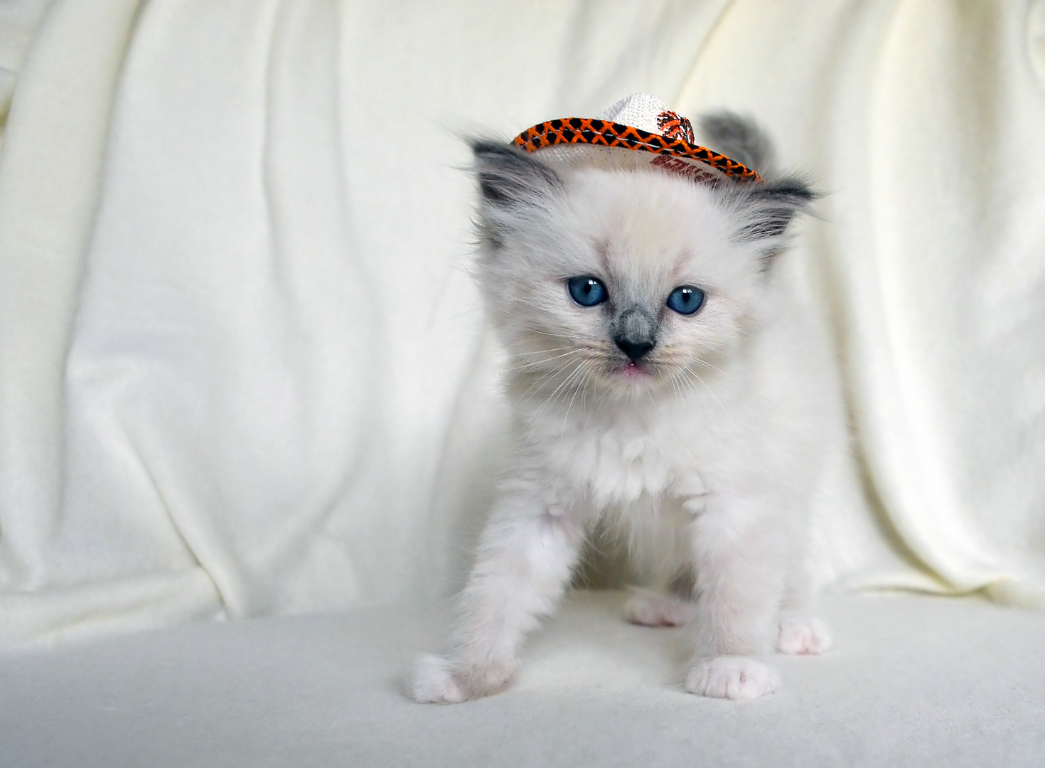 Ragdoll Heilige Birma Mix Foto & Bild sonyfotowettbewerb, natur, gesicht Bilder auf