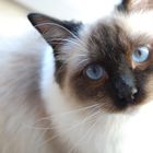 Ragdoll Kater