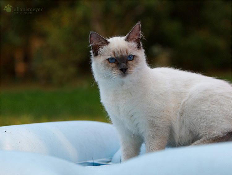 Ragdoll Kater