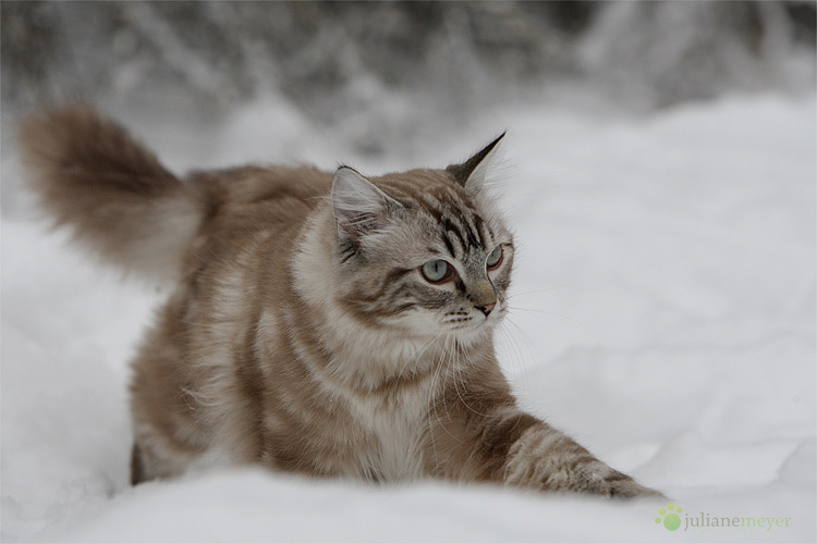 Ragdoll Kater