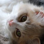 Ragdoll-Kitten