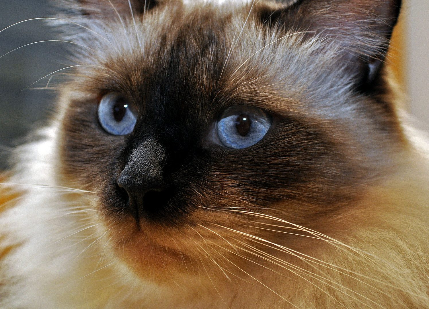 Ragdoll Portrait