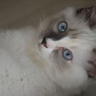 Ragdoll3